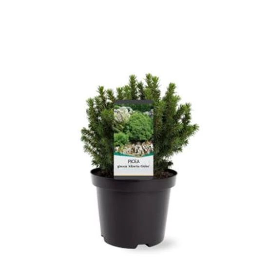 Picea glauca 'Alberta globe' / Gömb cukorsüvegfenyő