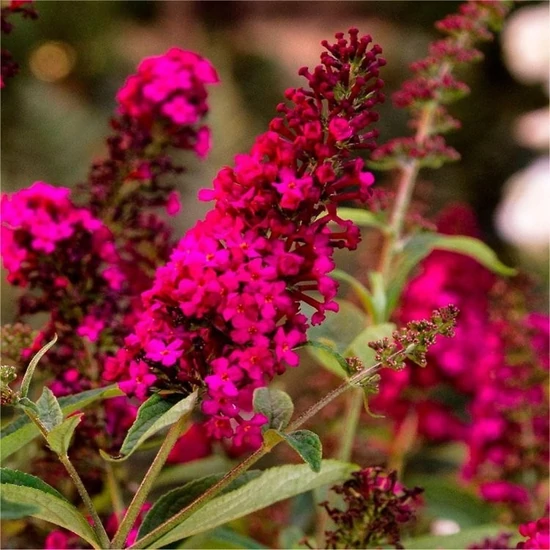 Buddleja davidii 'Royal Red' / Bíborpiros virágszínű nyáriorgona