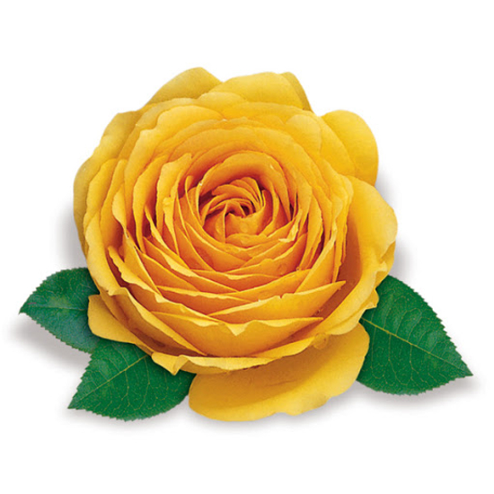 Rosa 'Casanova' / Sárga magastörzsű teahibrid rózsa
