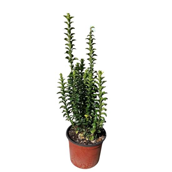 Euonymus japonicus 'Benkomasaki' / Oszlopos kecskerágó