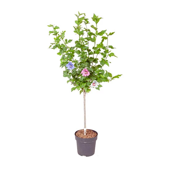 Hibiscus syriacus törzses / Mályvacserje (3 színű, törzses)