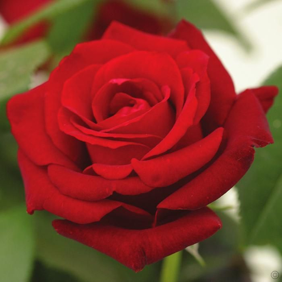Rosa 'Ingrid Bergman' / Vörös teahibrid virágú magastörzsű rózsa