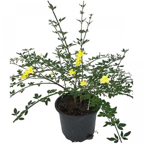 Jasminum nudiflorum / Téli jázmin