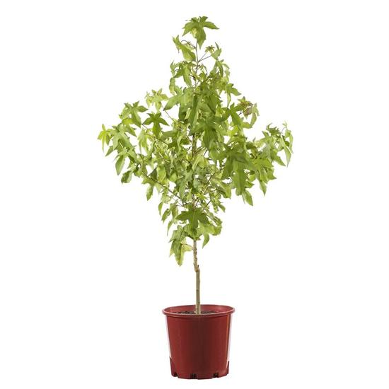 Liquidambar styraciflua 'Gumball' / Amerikai ámbrafa