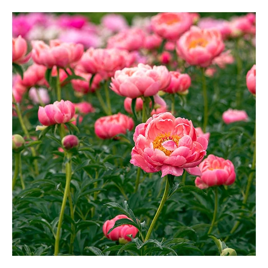 Paeonia lactiflora 'Coral Charm' / Késői bazsarózsa