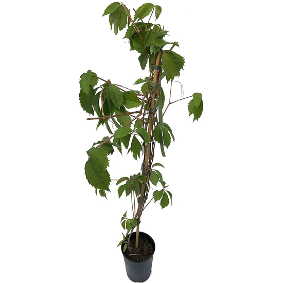 Parthenocissus quinquefolia / Tapadó vadszőlő