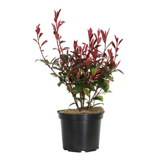 Photinia fraseri 'Carre rouge' / Korallberkenye