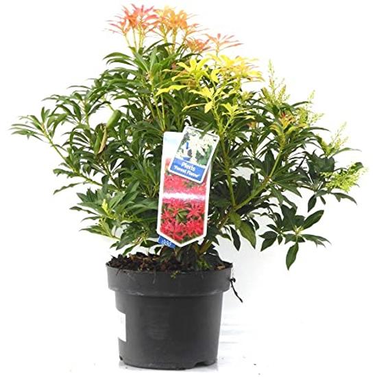 Pieris floribunda mix / Babérhanga