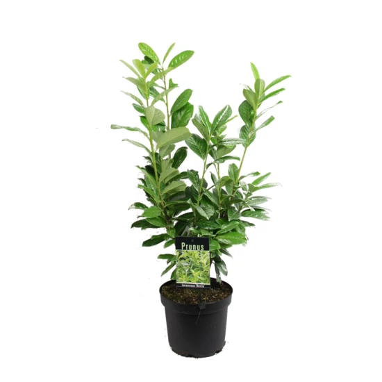 Prunus laurocerasus 'Novita' / Babérmeggy