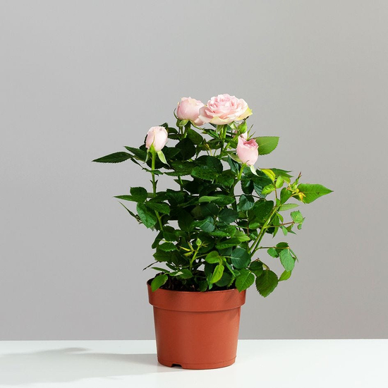 Rosa 'Lovely Fairy' / Talajtakaró rózsa (sötét rózsaszín)