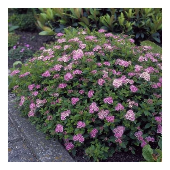 Spiraea japonica 'Anthony Waterer' / Japán gyöngyvessző
