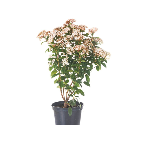 Viburnum cinnamomifolium / Fahéj levelű bangita