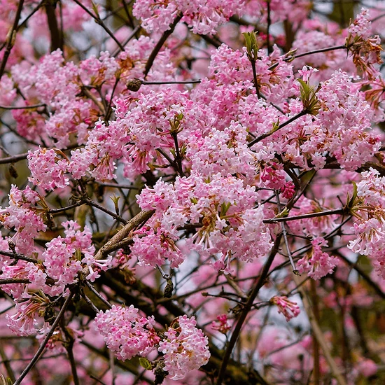 Viburnum x bodnantense 'Dawn' / Kikeleti bangita