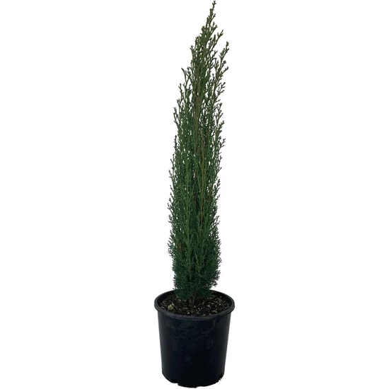 Cupressus sempervirens 'Totem' / Oszlopos európai ciprus