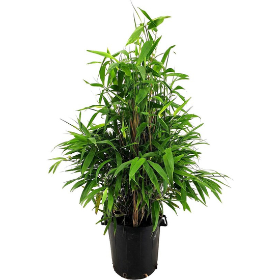 Bambusa nana 'Longifolia' (Phyllostachys aurea) / Japán bambusz