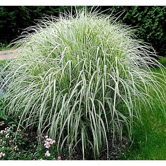 Miscanthus sinensis 'Variegatus' / Kínai virágosnád