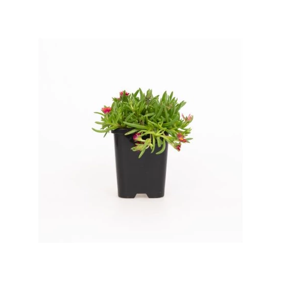 Delosperma cooperi 'Ice cream fire'/ Piros virágszínű kristályvirág