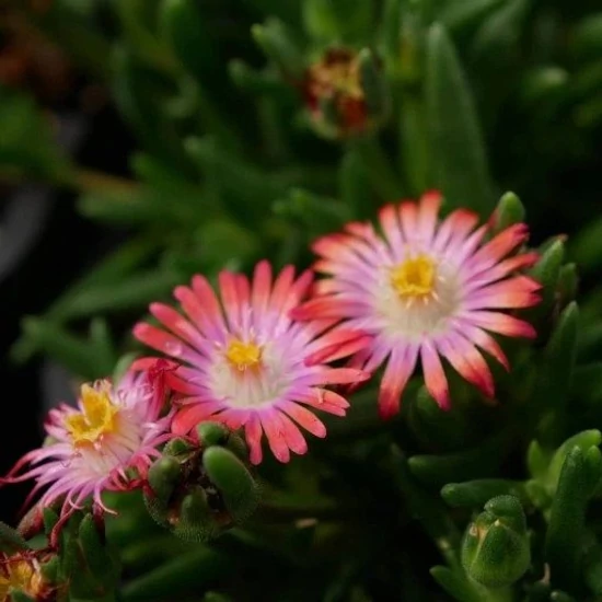 Delosperma cooperi 'Ice cream salmon'/ Lazac virágszínű kristályvirág