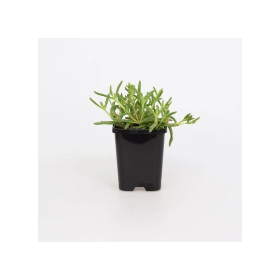 Delosperma cooperi 'Ice cream salmon'/ Lazac virágszínű kristályvirág