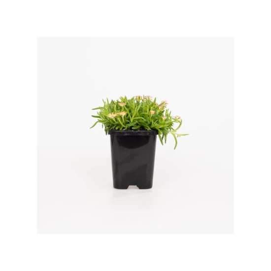 Delosperma congesta 'Yellow ice' / Sárga virágszínű kristályvirág