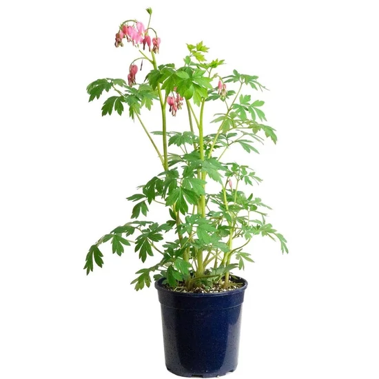 Dicentra spectabilis / Nagy szívvirág