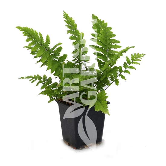 Dryopteris filix-mas / Erdei pajzsika