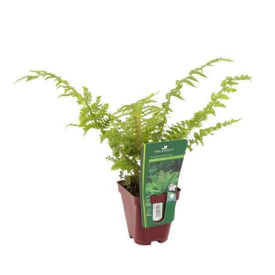 Dryopteris filix-mas / Erdei pajzsika