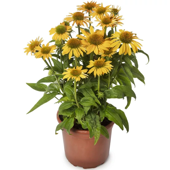 Echinacea purpurea 'Yellow Pearl' / Sárga virágú kasvirág