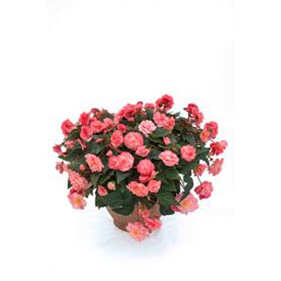 Begonia x tuberhybrida / Gumós begónia