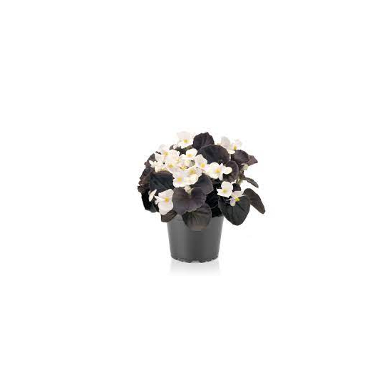 Begonia cucullata / Folytonnyíló begónia (bordó levelű fehér virágú)