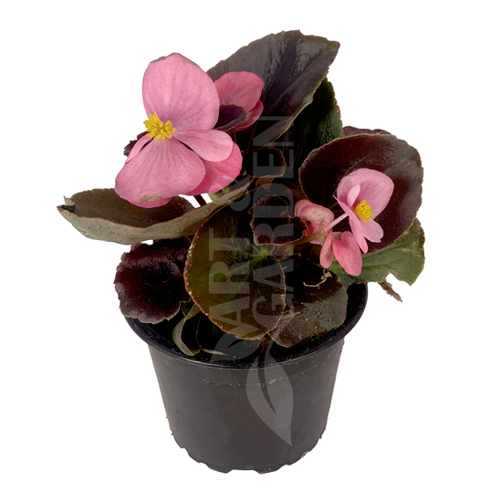 Begonia cucullata / Folytonnyíló begónia (bordó levelű rózsaszín virágú)