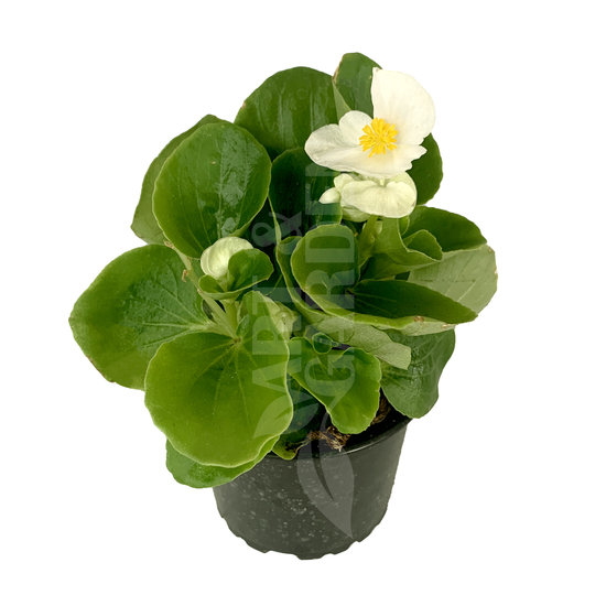 Begonia cucullata / Folytonnyíló begónia (zöld levelű fehér virágú)