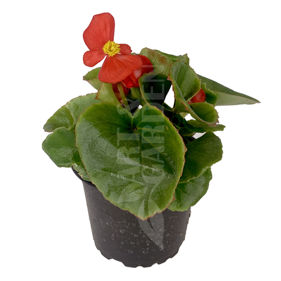 Begonia cucullata / Folytonnyíló begónia (zöld levelű piros virágú)