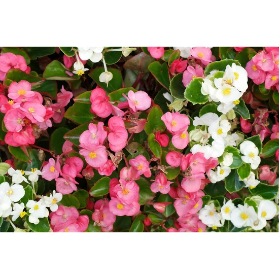 Begonia cucullata / Folytonnyíló begónia (zöld levelű piros virágú)
