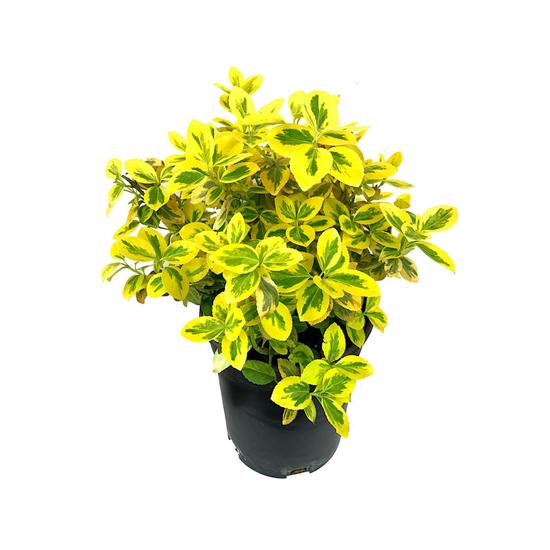 Euonymus fortunei 'Emerald 'n Gold' / Arany kecskerágó
