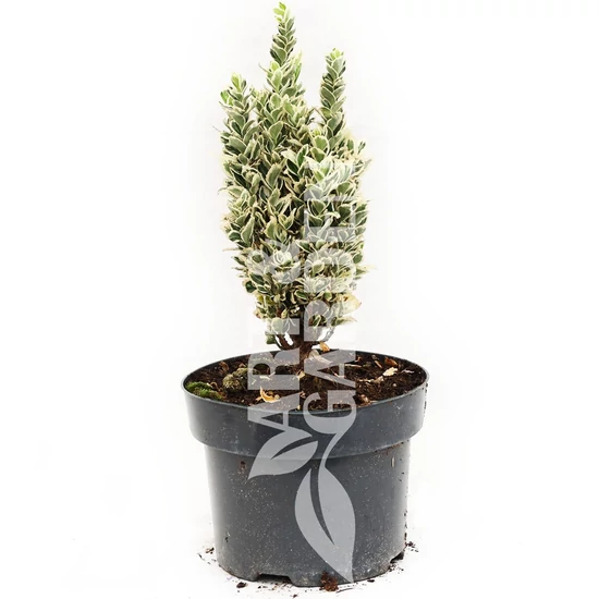 Euonymus japonicus 'White Spire' / Japán kecskerágó