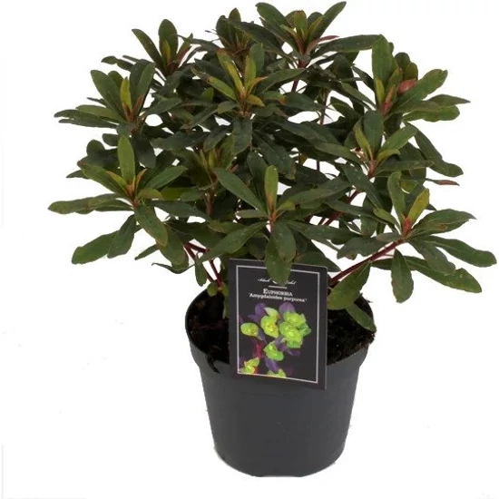 Euphorbia amygdaloides 'Ruby glow' / Bíbor levelű kutyatej