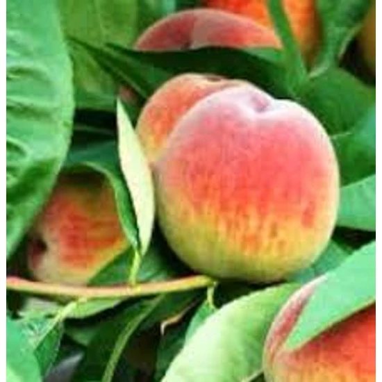 Prunus persica 'Mariska' / 'Mariska' konténeres őszibarackfa