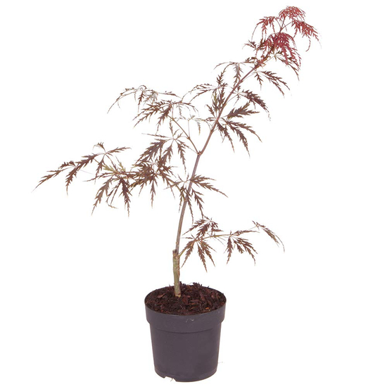 Acer palmatum dissectum 'Garnet' / Vörös szeldelt levelű japán juhar