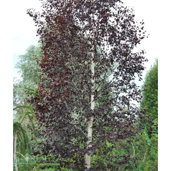 Betula pendula 'Purpurea' / Vörös levelű nyírfa