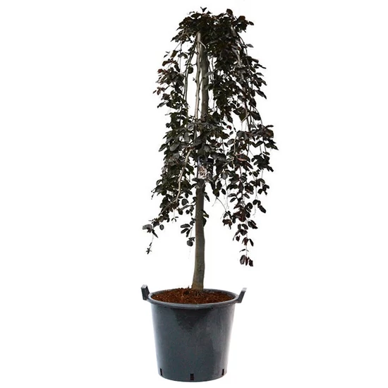 Fagus sylvatica 'Purpurea pendula' / Csüngő vörös bükk