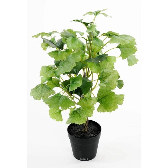 Ginkgo biloba / Páfrányfenyő