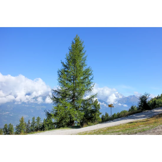 Larix decidua / Vörösfenyő