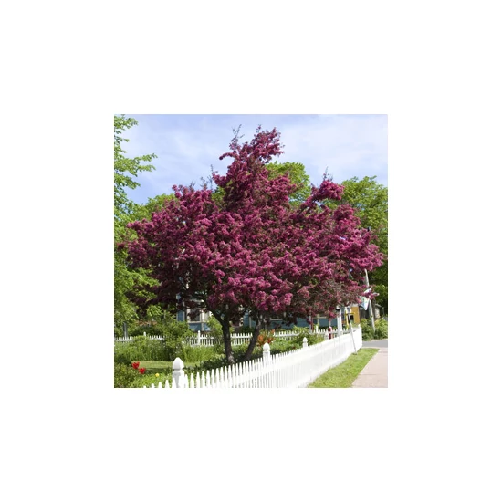 Malus purpurea 'Eleyi' / Díszalma