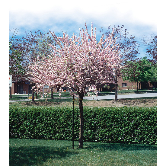 Prunus triloba 'Multiplex' / Teltvirágú babarózsa