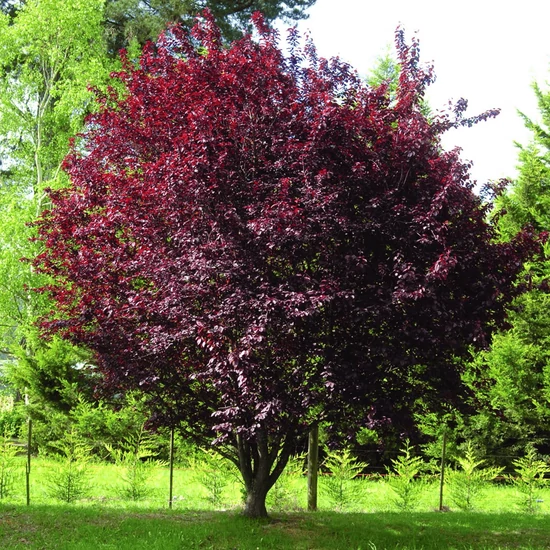 Prunus cerasifera 'Nigra' / Vérszilva fa