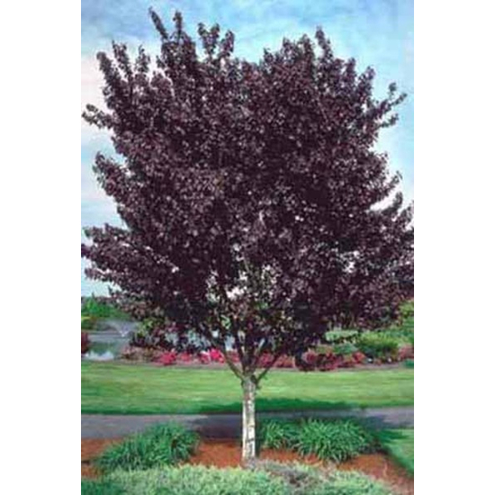Prunus cerasifera 'Woodii' / Vérszilva