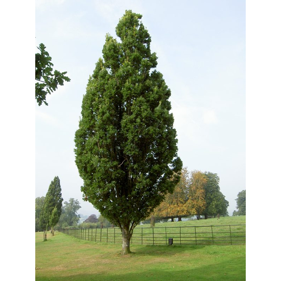 Quercus robur 'Fastigiata' / Oszlopos kocsányos tölgy