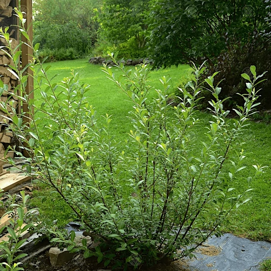 Salix gracilistyla 'Mount Aso' / Rózsaszín barkafűz cserje