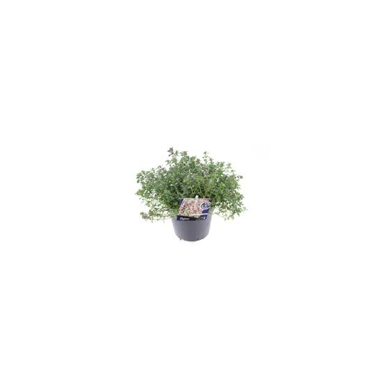 Thymus x citriodorus 'Silver queen' / Citrom illatú kakukkfű